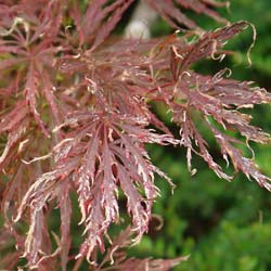 Acer palmatum Dissectum Garnet